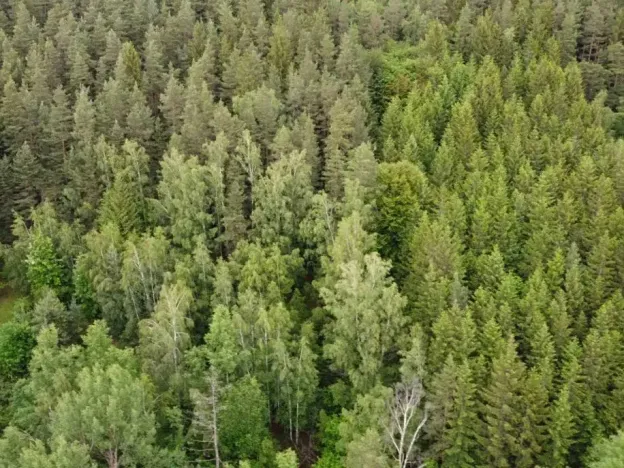 Dražba louky, Rejštejn, 1970 m2