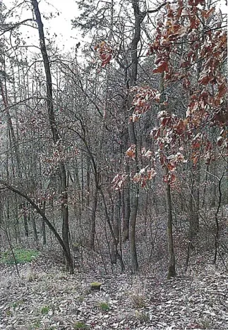 Prodej lesa, Tetčice, 1613 m2