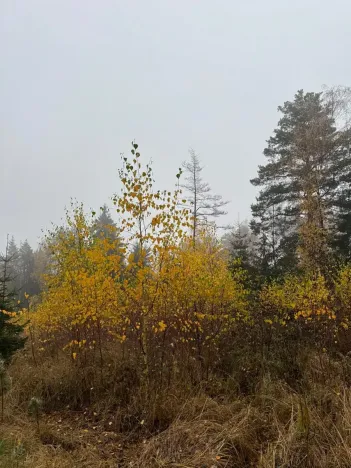 Prodej podílu lesa, Úboč, 4513 m2