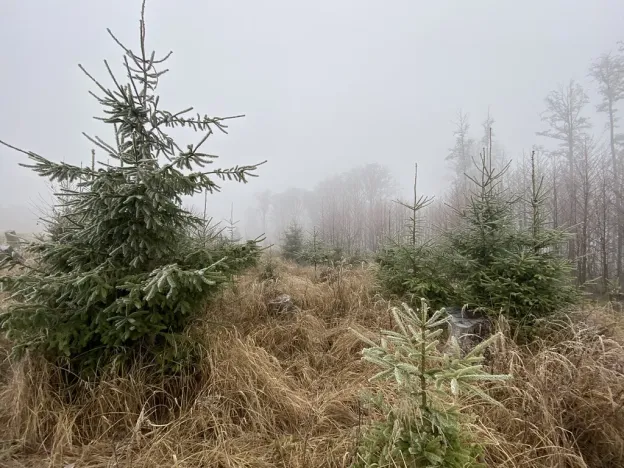 Prodej lesa, Městečko Trnávka - Lázy, 32904 m2