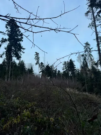 Prodej podílu lesa, Zálezly, 799 m2