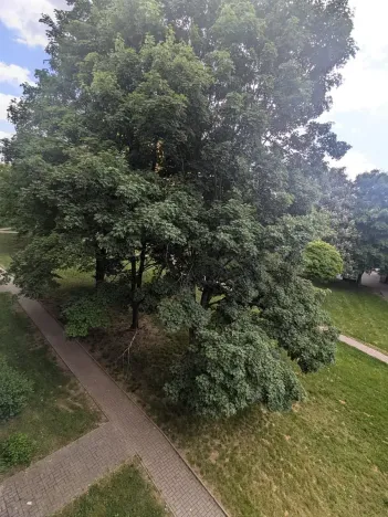 Pronájem bytu 2+1, Bílina, M. Švabinského, 55 m2