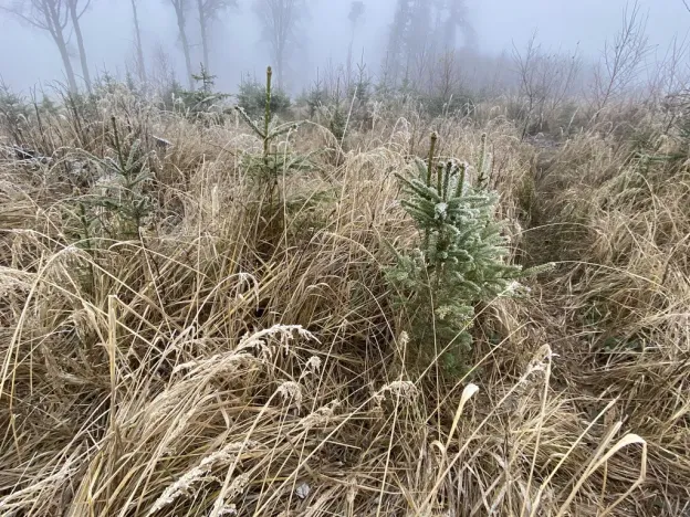 Prodej lesa, Městečko Trnávka - Lázy, 32904 m2