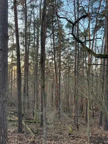 Prodej lesa, Lštění, 4810 m2