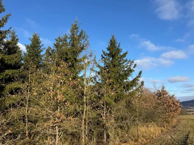 Prodej lesa, Poleň, 11901 m2