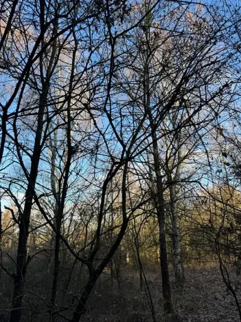 Prodej lesa, Poleň, 11901 m2