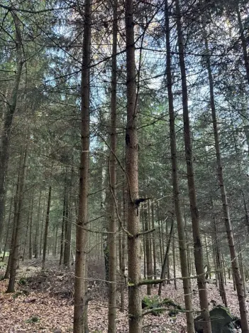 Prodej lesa, Poleň, 11901 m2