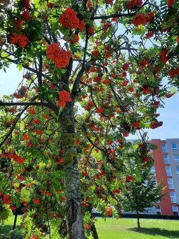 Pronájem bytu 3+kk, Praha, Kytlická, 80 m2