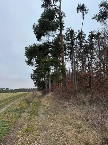 Prodej lesa, Týnec nad Labem, 7079 m2