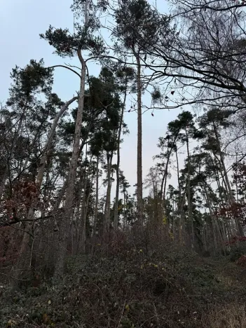 Prodej lesa, Týnec nad Labem, 7079 m2
