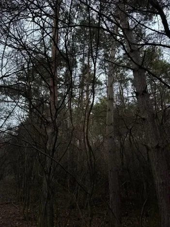 Prodej podílu lesa, Vinaře, 10883 m2