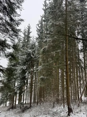 Prodej lesa, Velké Losiny, 7690 m2