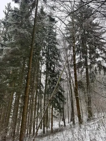 Prodej lesa, Velké Losiny, 7690 m2