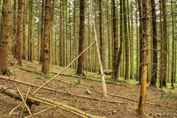 Prodej lesa, Lišany, 5889 m2