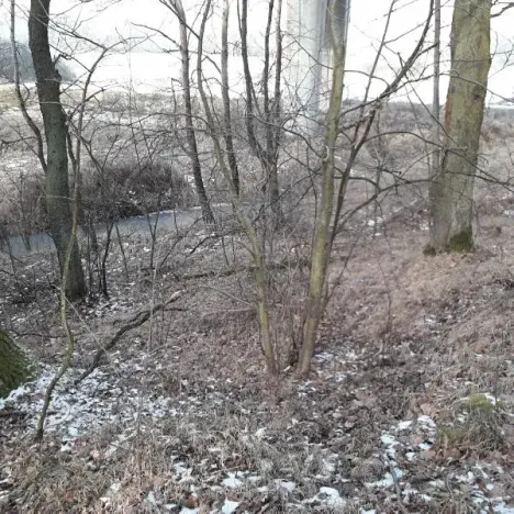 Prodej lesa, Řípec, 27546 m2