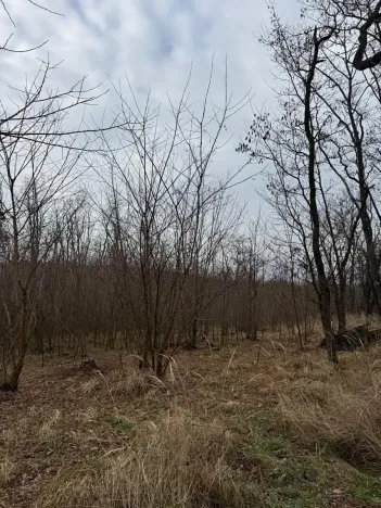 Prodej podílu lesa, Lesonice, 1518 m2