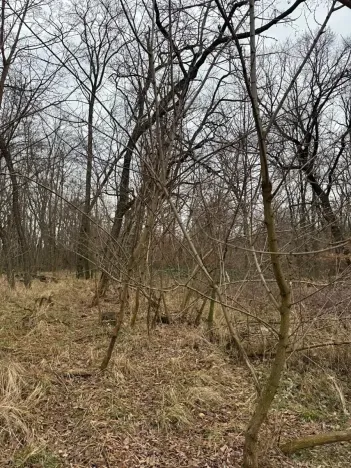 Prodej podílu lesa, Lesonice, 1518 m2