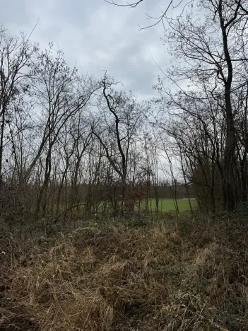 Prodej podílu lesa, Lesonice, 1518 m2