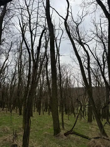 Prodej podílu lesa, Lesonice, 1518 m2