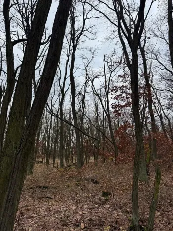 Prodej podílu lesa, Lesonice, 1518 m2