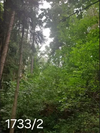 Prodej lesa, Mnich, 1237 m2