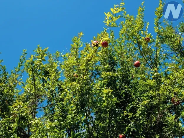 Prodej vily, Ližnjan, Chorvatsko, Put za Marleru, 241 m2