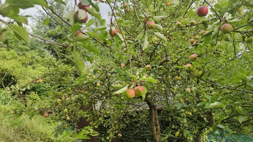 Prodej pozemku pro bydlení, Vysoké Mýto, Vinice, 1447 m2