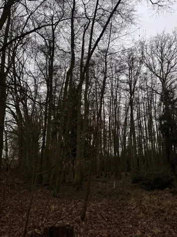 Prodej lesa, Předslav, 6263 m2