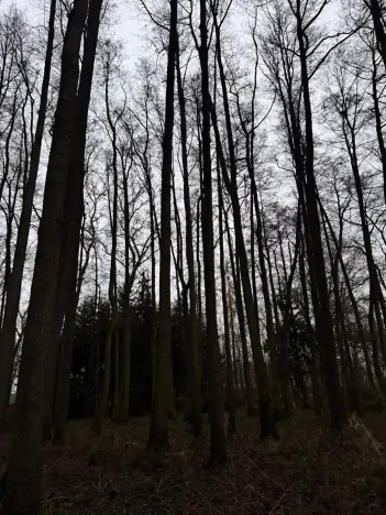 Prodej lesa, Předslav, 6263 m2