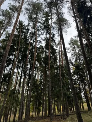 Prodej lesa, Chrášťany, 11900 m2