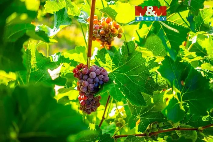 Prodej pole, Šardice, 56699 m2