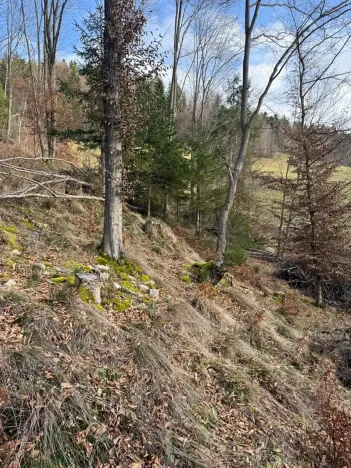 Prodej lesa, Huslenky, 11045 m2