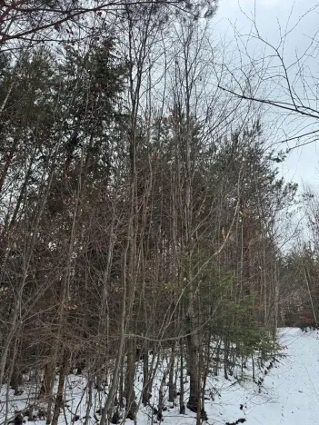 Prodej lesa, Malá Bystřice, 54751 m2