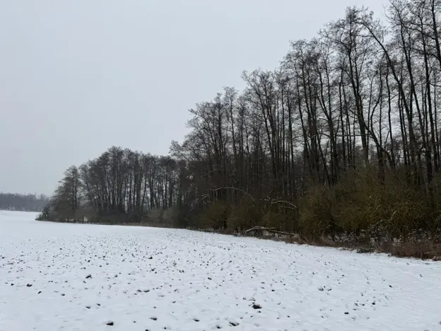 Prodej podílu lesa, Ivančice, 2330 m2