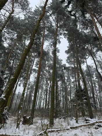Prodej podílu lesa, Svéradice, 2590 m2