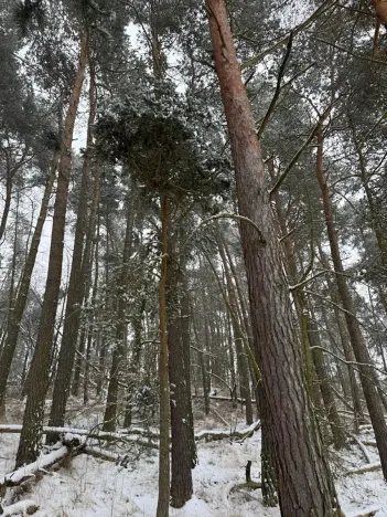 Prodej podílu lesa, Svéradice, 2590 m2