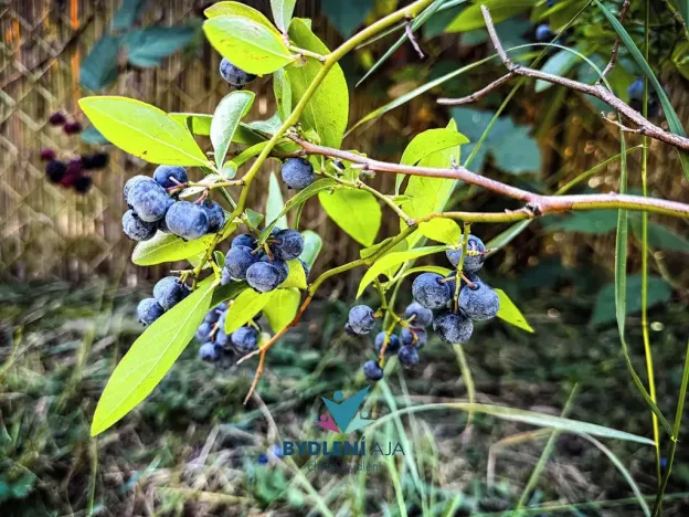 Prodej zahrady, Teplice, Kopřivová, 400 m2