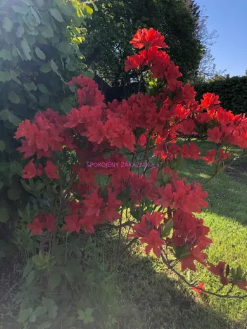 Pronájem bytu 3+1, Česká Lípa, Hálkova, 73 m2