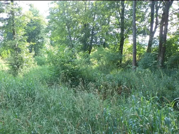 Dražba louky, Staré Buky, 154 m2