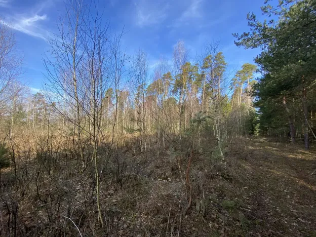 Prodej lesa, Veliny, 5028 m2