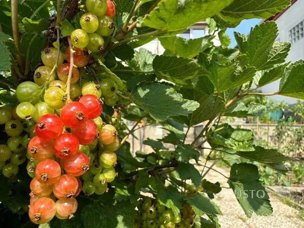 Pronájem pokoje, Brno, Kostelní zmola, 15 m2