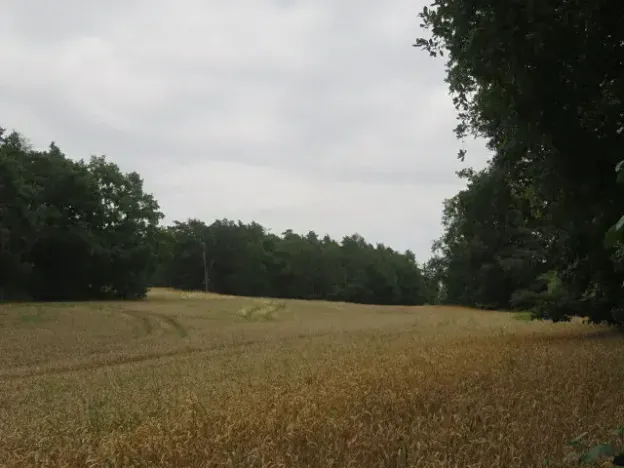 Dražba lesa, Zhoř, 23907 m2