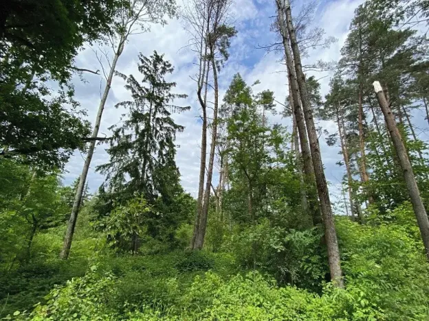 Prodej lesa, Blížejov, 12274 m2