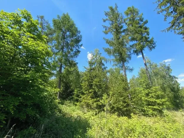 Prodej lesa, Kropáčova Vrutice, 15167 m2