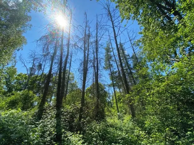 Prodej lesa, Kropáčova Vrutice, 15167 m2
