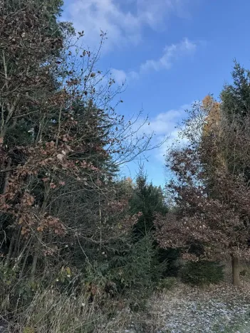 Prodej lesa, Dolany, 3023 m2