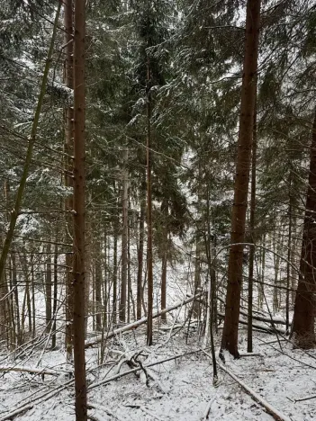 Prodej lesa, Janová, 7449 m2