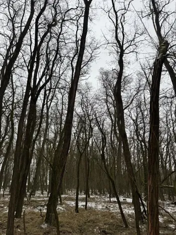 Prodej podílu lesa, Černěves, 9239 m2
