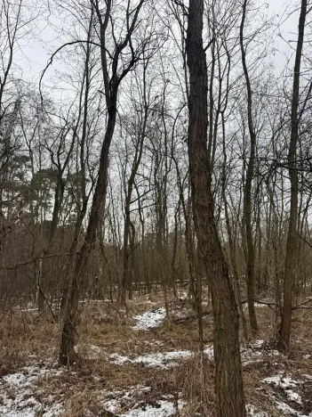Prodej podílu lesa, Černěves, 9239 m2