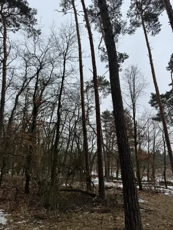 Prodej podílu lesa, Černěves, 9239 m2
